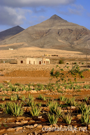 Cultivos de Aloe Vera. Fuerteventura.